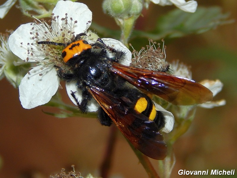 Megascolia maculata